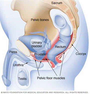 Kegel exercises for men: Understand the benefits